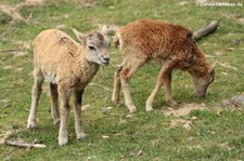 Europäische Mufflons (Ovis orientalis musimon) im Wildpark Gangelt