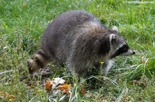 Nordamerikanischer Waschbär (Procyon lotor) im Wildpark Gangelt