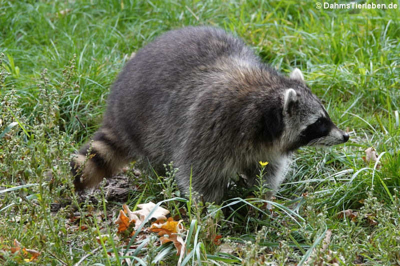 Nordamerikanischer Waschbär (Procyon lotor)