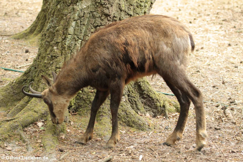 Rupicapra rupicapra rupicapra-1