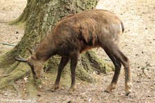 Alpengämse (Rupicapra rupicapra rupicapra) im Wildpark Gangelt