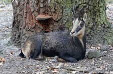 Alpengämse (Rupicapra rupicapra rupicapra) im Wildpark Gangelt