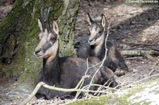 Alpengämse (Rupicapra rupicapra rupicapra) im Wildpark Gangelt