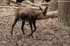 Alpengämse (Rupicapra rupicapra rupicapra) im Wildpark Gangelt