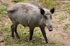 Wildschwein (Sus scrofa scrofa) im Wildpark Gangelt