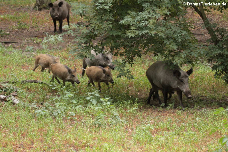 Wildschweine (Sus scrofa scrofa)