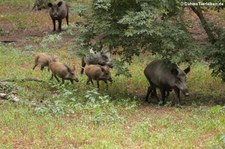 Wildschweine (Sus scrofa scrofa) im Wildpark Gangelt