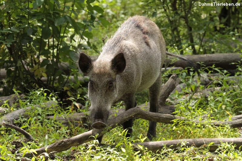 Wildschwein (Sus scrofa scrofa)