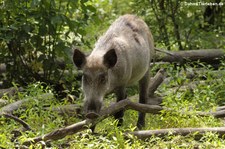 Wildschwein (Sus scrofa scrofa) im Wildpark Gangelt