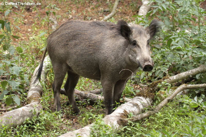 Mitteleuropäisches Wildschwein Sus scrofa scrofa-1