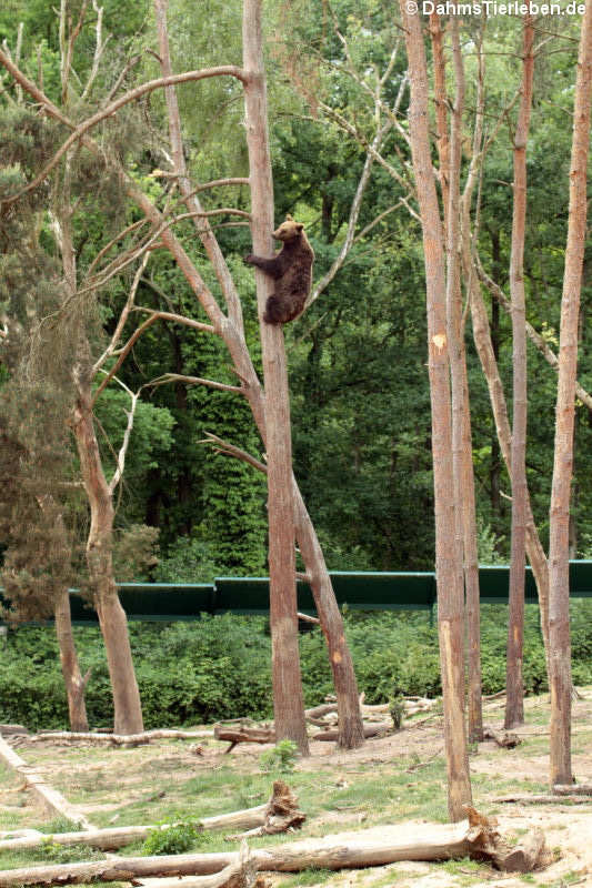 Braunbär (Ursus arctos arctos)