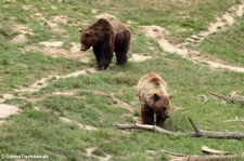 Europäische Braunbären (Ursus arctos arctos) im Wildpark Gangelt