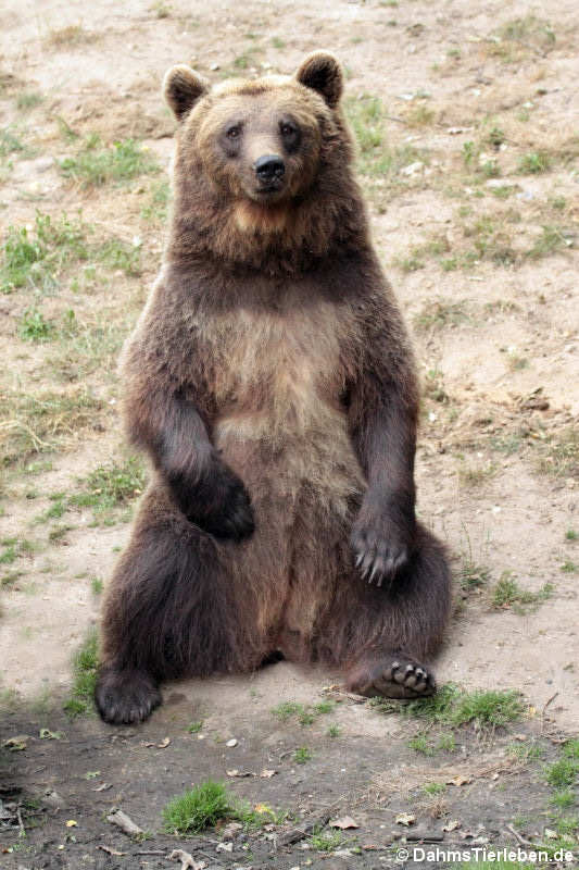 Braunbär (Ursus arctos arctos)