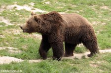 Europäischer Braunbär (Ursus arctos arctos) im Wildpark Gangelt