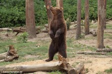 Europäischer Braunbär (Ursus arctos arctos) im Wildpark Gangelt