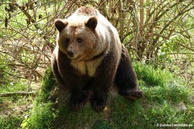 Europäischer Braunbär (Ursus arctos arctos)