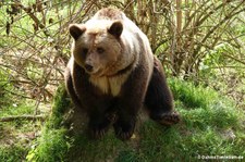 Europäischer Braunbär (Ursus arctos arctos) im Wildpark Gangelt