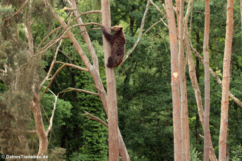 Braunbär (Ursus arctos arctos)