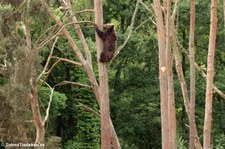 Europäischer Braunbär (Ursus arctos arctos) im Wildpark Gangelt