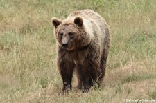 Europäischer Braunbär (Ursus arctos arctos) im Wildpark Gangelt