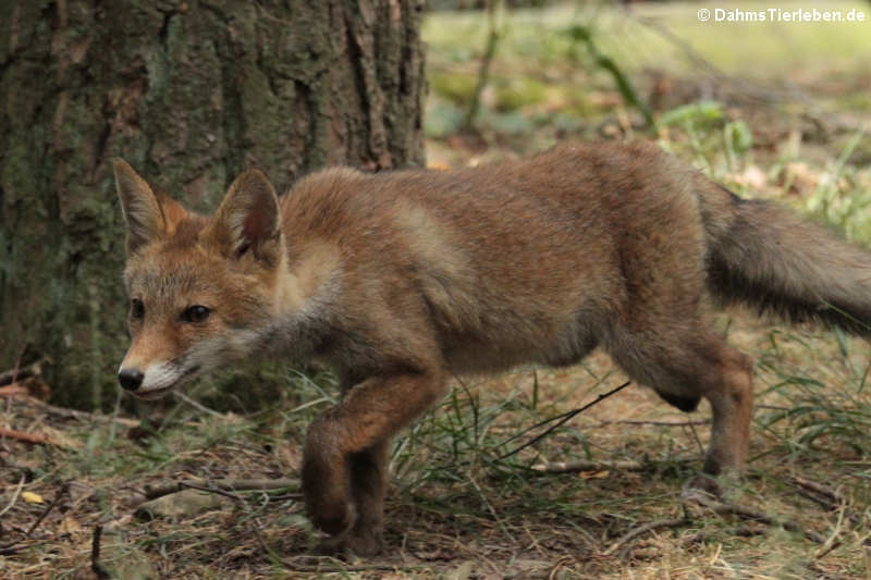 Vulpes vulpes