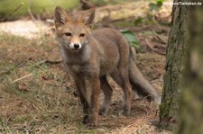 Rotfuchs (Vulpes vulpes) im Wildpark Gangelt