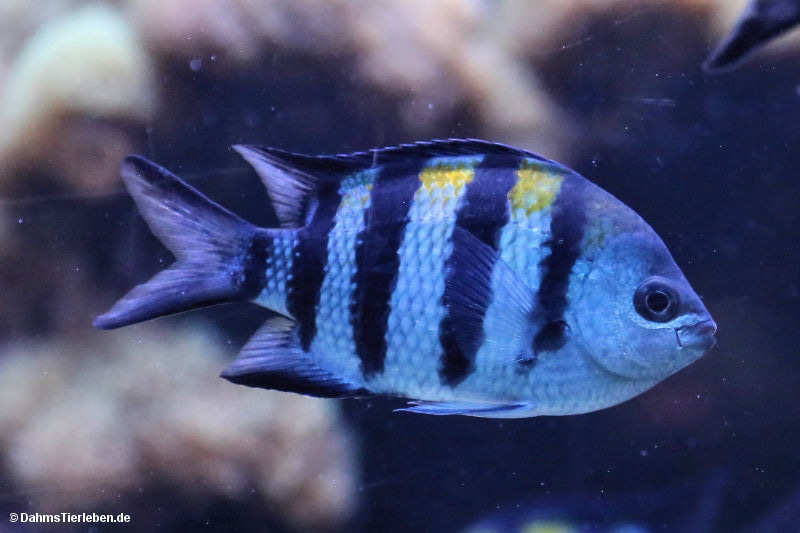 Zebrariffbarsch Hypsypops rubicundus-1