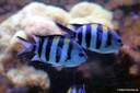 Abudefduf saxatilis