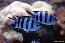 Abudefduf saxatilis