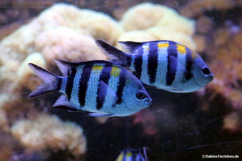 Zebrariffbarsche Hypsypops rubicundus-2