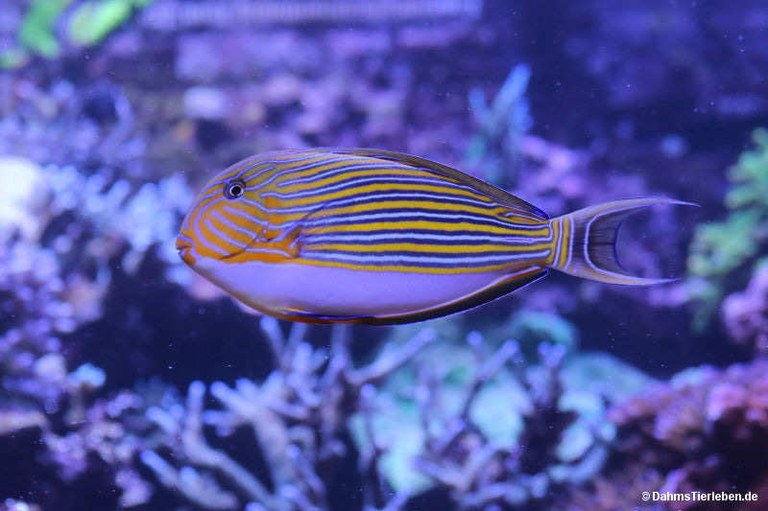 Acanthurus lineatus