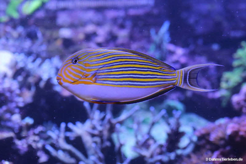 Blaustreifen-Doktorfisch
(Acanthurus lineatus) Acanthurus lineatus