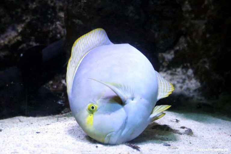 Acanthurus mata