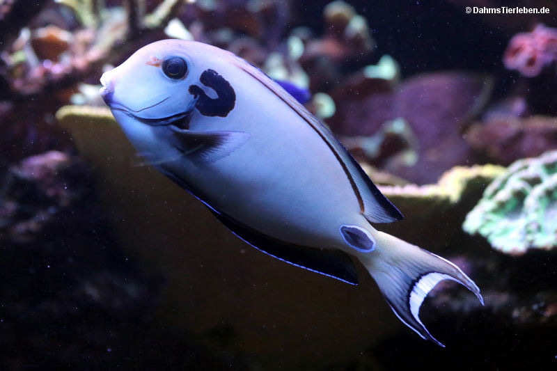 Kreisdorn-Doktorfisch
(Acanthurus tennentii) Acanthurus tennentii