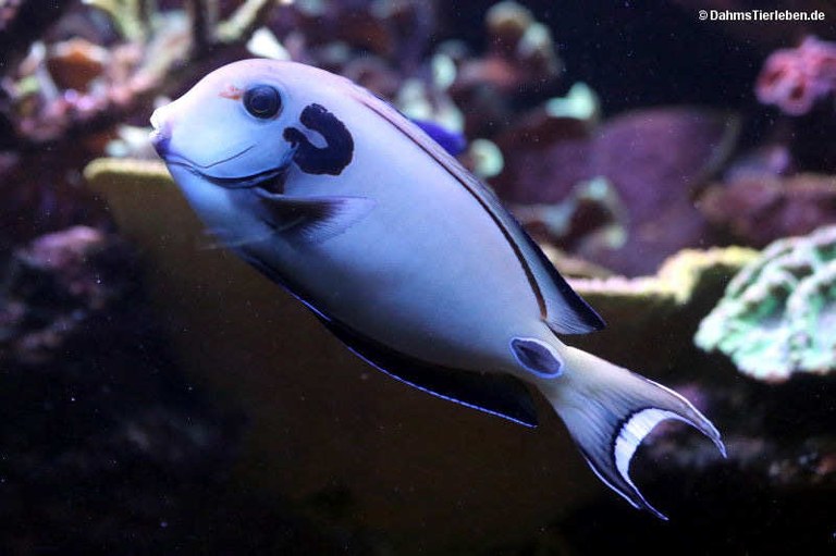Acanthurus tennentii