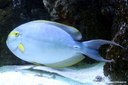 Acanthurus xanthopterus