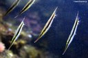 Aeoliscus strigatus