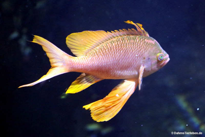 Mittelmeer-Fahnenbarsch
(Anthias anthias) Anthias anthias