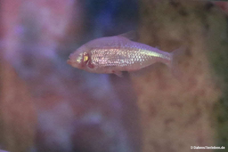 Mexikanischer Streifensalmler Astyanax mexicanus-1