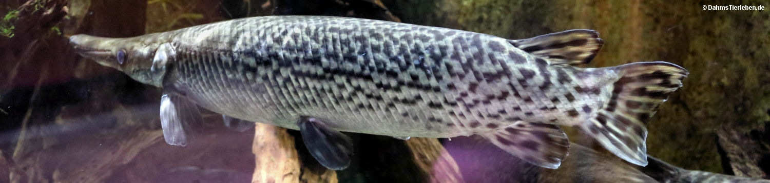 Atractosteus spatula