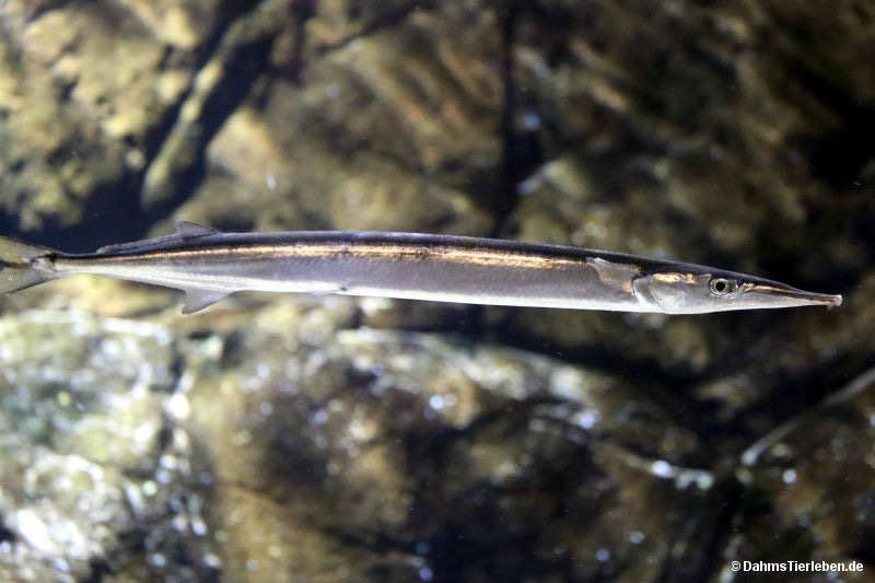 Gewöhnlicher Hornhecht
(Belone belone) Belone belone