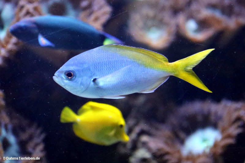 Blaugoldener Füsilier Caesio teres-1