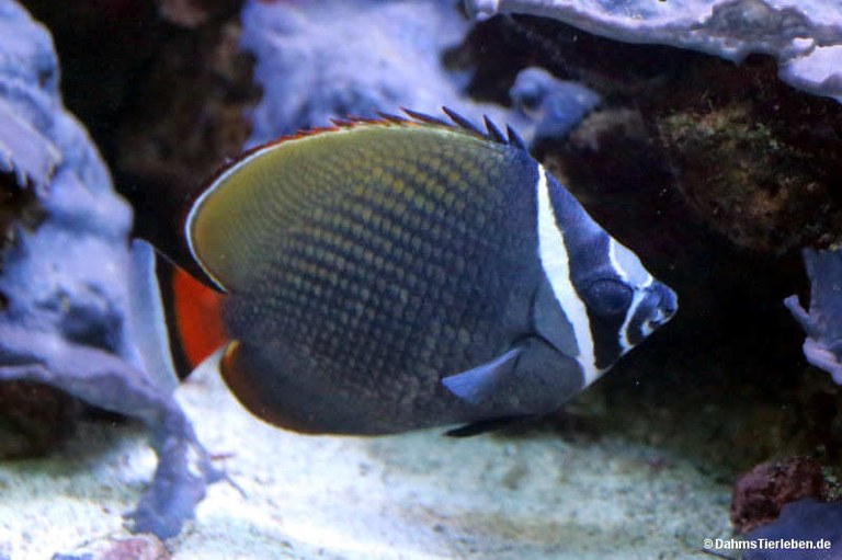 Chaetodon collare