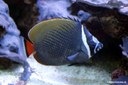 Chaetodon collare