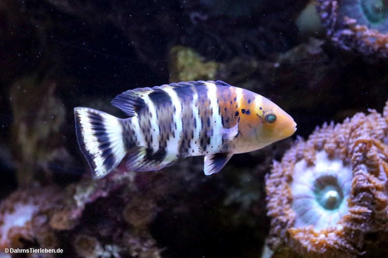 Cheilinus fasciatus