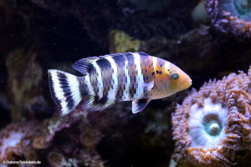 Cheilinus fasciatus