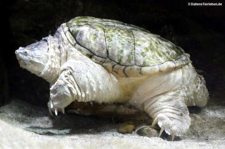 Chelydra serpentina