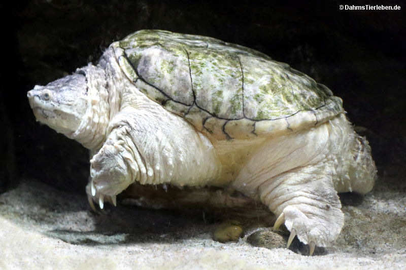 Gemeine Schnappschildkröte Chelydra serpentina-1