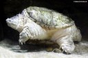 Chelydra serpentina
