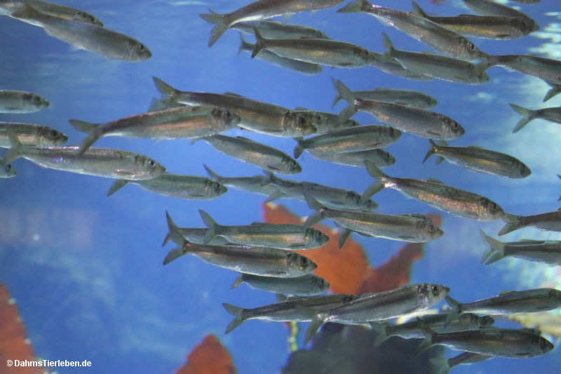 Pazifische Heringe
(Clupea pallasii) Clupea pallasii